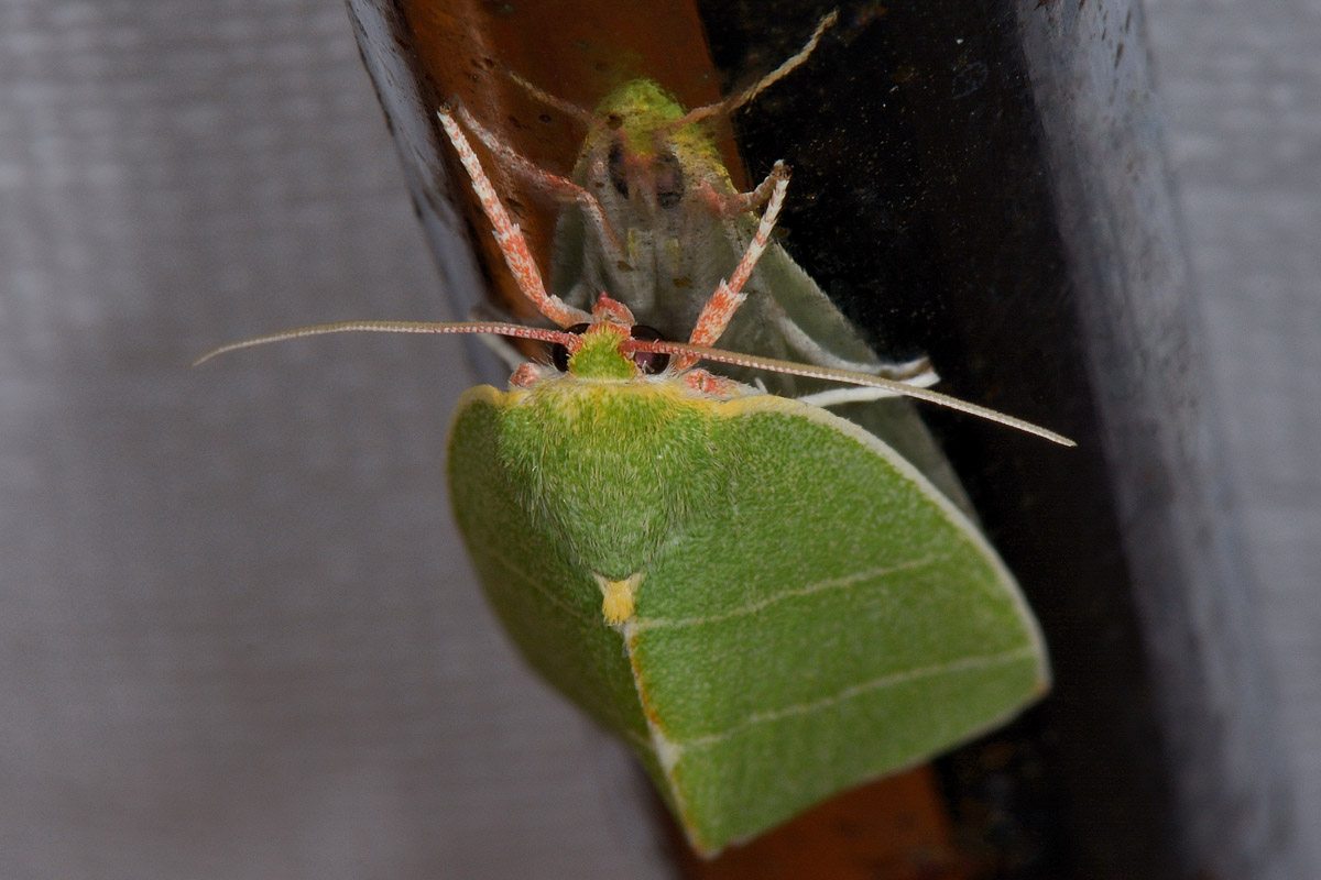 Nolidae - Bena bicolorana? S